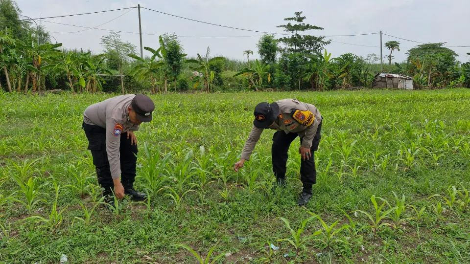 Siapkan Pekarangan Pangan Bergizi di Bakungtemenggungan Balongbendo