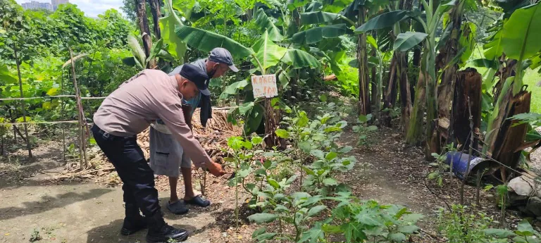 Bhabinkamtibmas Polsek Taman Dampingi Warga Kembangkan Kebun Terong untuk Ketahanan Pangan