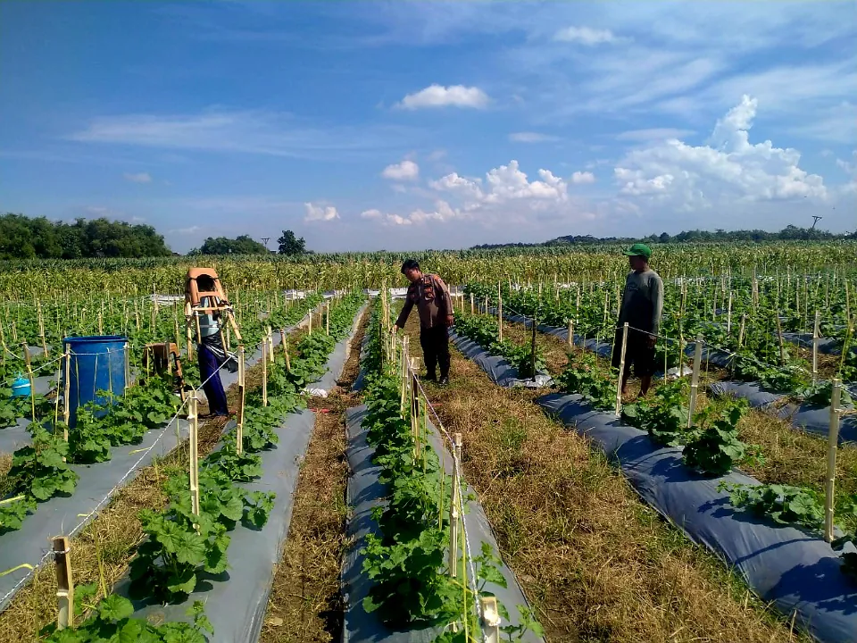 Kanit Binmas Polsek Prambon Tinjau Lahan Melon, Dukung Ketahanan Pangan Mandiri