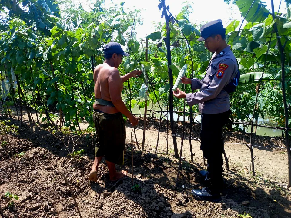 Polisi Dukung Ketahanan Pangan Desa Kedungsumur Krembung, Optimalkan Tanaman Labu