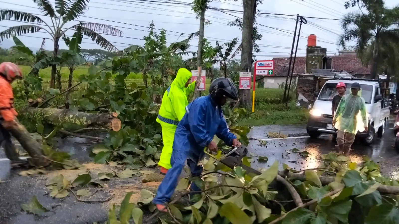 Hujan Disertai Angin Kencang, Sejumlah Pohon Tumbang di Ngawi, Polisi Bersama Warga Lakukan Evakuasi
