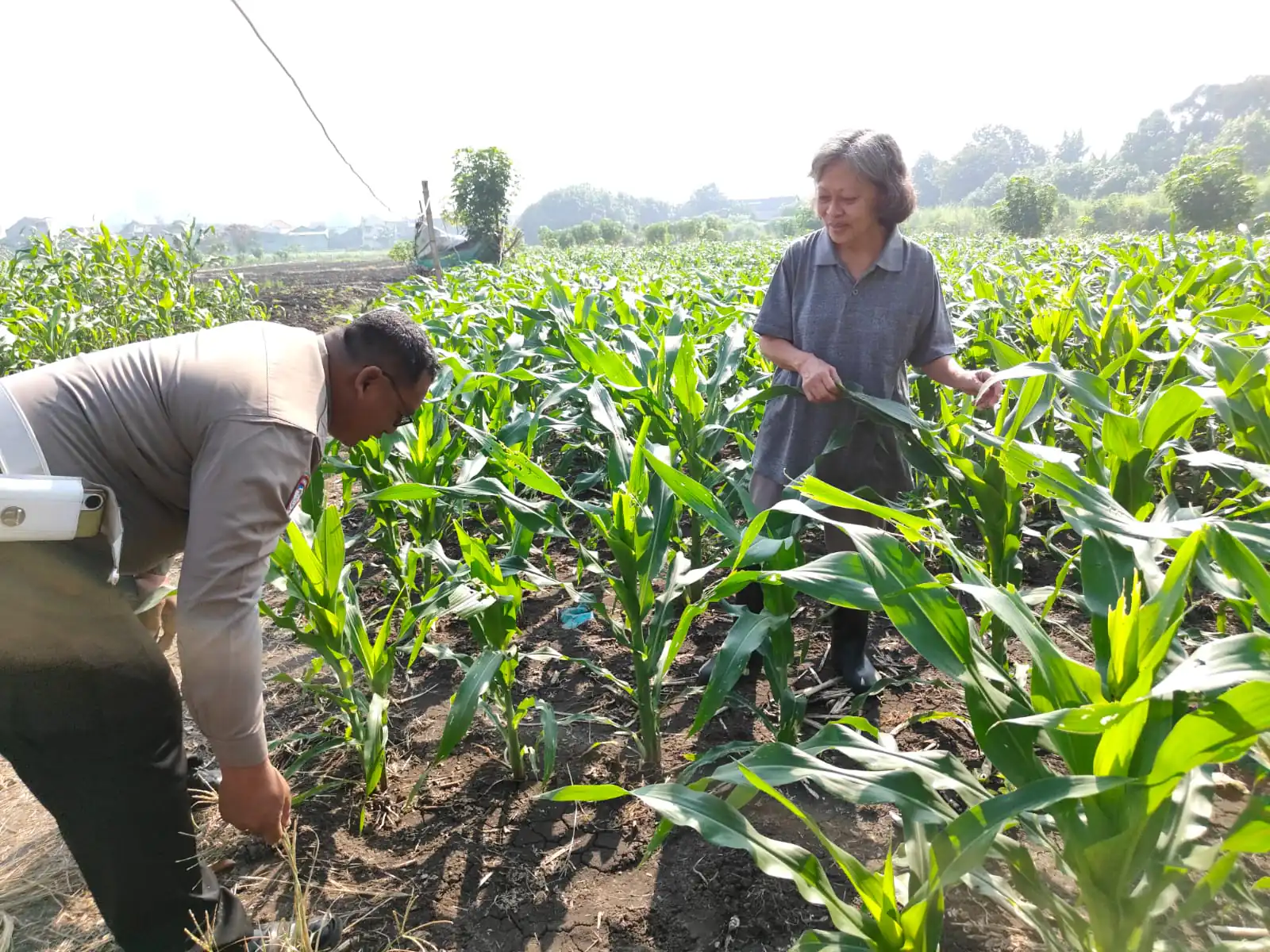 Polsek Taman Masifkan Patroli Ketahanan Pangan, Motivasi Petani Jagung